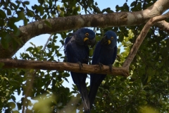Le Pantanal
