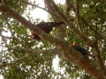 Couple de aras rouges