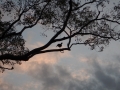 Oiseau rare à crête sur branche