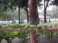Petits perroquets verts à la pousada
