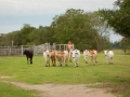Le Pantanal, c'est avant tout un territoire agricole