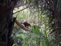 Coatis !