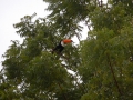 Toucan