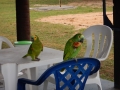 Perroquets
