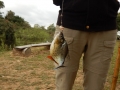 Bébé piranhas