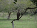 Caracara sur une branche