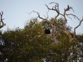 Couple de singes hurleurs