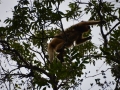 Singe hurleur