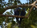 Couple de aras hyacinthes