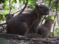 Famille de capibaras