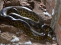 Anaconda (#beurk)