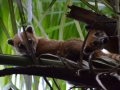 Coatis curieux