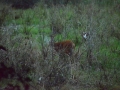 Cerf des pampas