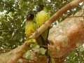 Couple de conures nanday