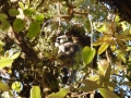 Trek J3 - Des singes sur notre route