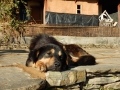 Le chien népalais (je veux le même !)