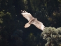 Trek J3 - Un aigle sur notre route