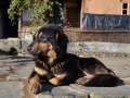 Le chien népalais - Si quelqu'un reconnait la race ?