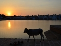 Une vache par là