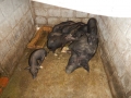Jour 3 - Chez My, les cochons