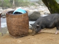 Jour 1 - Un petit cochon s'attaque à notre casse-croûte