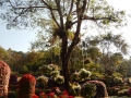 Doi Tung - Mae Fah Luang Gardens