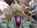 Doi Tung - Mae Fah Luang Gardens, orchidée