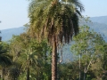 Doi Tung - Mae Fah Luang Gardens, palmier