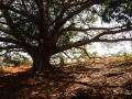 J3 - Bouddha tree