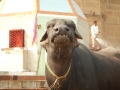 Un buffle